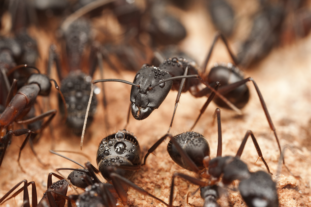 Ants Are Resilient - Ant Control | Call your Local Pest Control Specialists